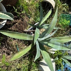 アガベ　アオノリュウゼンの画像