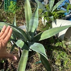 アガベ　アオノリュウゼンの画像