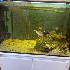 海水魚、水槽、濾過器差し上げます