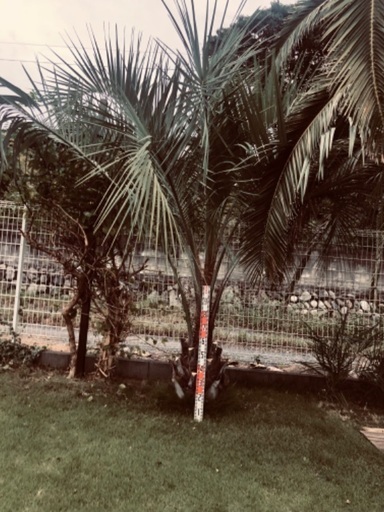 ココスヤシ 庭木 シンボルツリー 宅急便発送不可