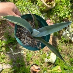 アガベ　アオノリュウゼン　③の画像