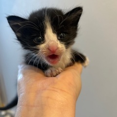 至急！ミルクor離乳食飼育ができる方お願いします！