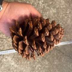 大松ぼっくり!リース作りやオブジェに‼︎まとめ買いがお得‼︎