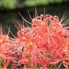 きょうと✨カメラ部 − 京都府