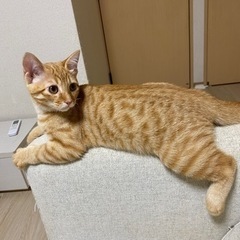 生後約3ヶ月半の猫ちゃん里親募集しています！