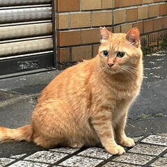 (飼い主の居ない猫たちの）猫ボランティア仲間募集