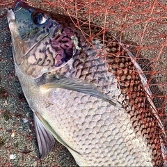 ナイルティラピア　幼魚〜大型までの画像