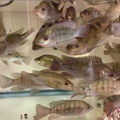 ナイルティラピア　幼魚〜大型まで