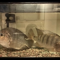 ナイルティラピア　幼魚〜大型までの画像