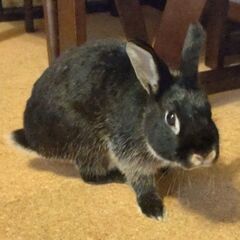 かわいいウサギさんの家族募集です