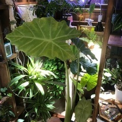 アロカシア　マヤマスクの画像