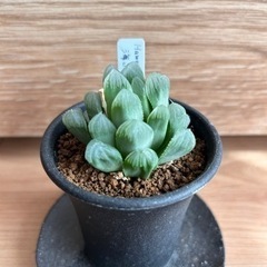 ハオルチア・海ぶどう
