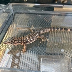 レッドテグーベビー入荷しました