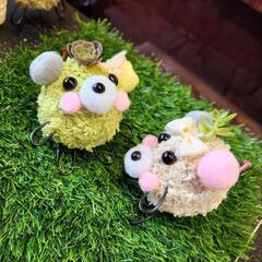 頭で多肉植物が育つ🌱苔玉ペットを作ろう！