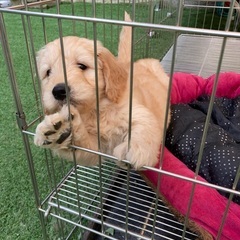 犬友募集中！ - 弘前市