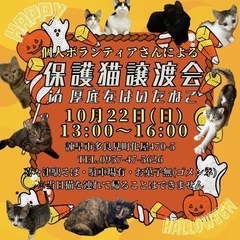 保護猫譲渡会 in 厚底をはいたねこ