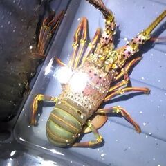 茨城県鹿島市　伊勢エビ - その他