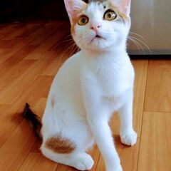 三毛猫　目が大きい あつみちゃん　2か月