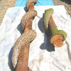 （珍品）大蛇の様な杉丸太 長短２本の画像