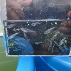 メダカ売りますの画像
