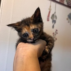 人慣れ抜群可愛いサビ猫ちゃん