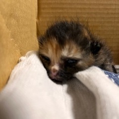 人慣れ抜群可愛いサビ猫ちゃん − 大阪府