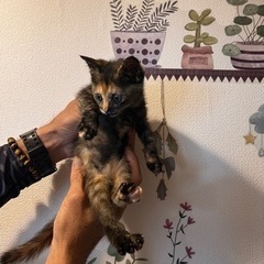 人慣れ抜群可愛いサビ猫ちゃん - 河内長野市