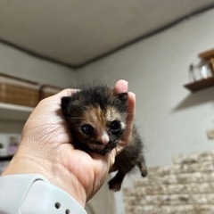 人慣れ抜群可愛いサビ猫ちゃん - 里親募集