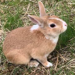 うさぎに関連するものお譲りくださいませ。