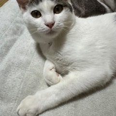 ポテチ ♂