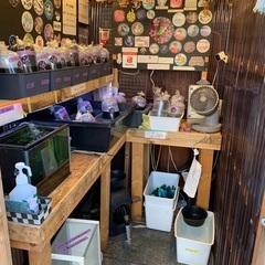 【五桜メダカ】 10月13日　横須賀めだか無人販売