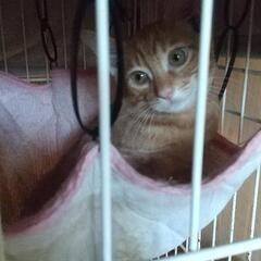 ★募集★猫に必要な物