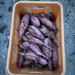 🍠安納芋🍠4kg🍠焼き芋🍠天ぷら🍠芋ご飯🍠