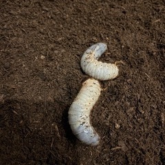 カブト虫の幼虫(決まりました)