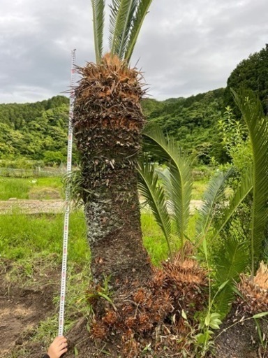 蘇轍　ソテツ　大株