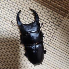 能勢SR　オオクワガタ