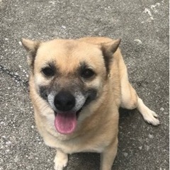 わんちゃん探してます