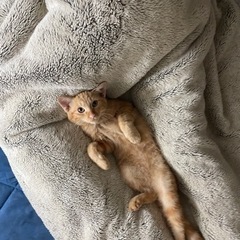 茶虎オス　生後 5ヶ月ほど