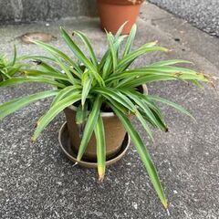 【発送可】観葉植物　アオオリヅルラン　子株５株　強く育て易い　※...