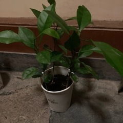 夏みかん　苗　3本の画像