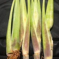 マコモダケ　1キロ（3年間　化学肥料、農薬不使用）の画像