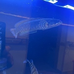 古代魚　ポリプテルス他　金額未定。の画像