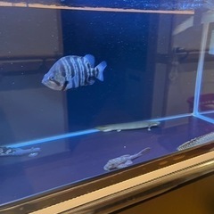 古代魚　ポリプテルス他　金額未定。の画像
