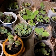 子宝草　の画像