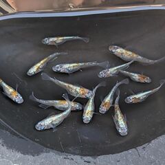 🐦３色ラメ体外光１ペア(も屋めだか血統)🤩👍