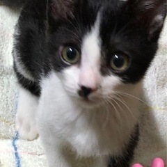 人間大好きみなしごハッチくん！