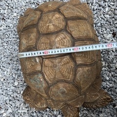 ケヅメリクガメ、甲長40cm