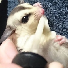 万能スポイト 給餌 ミルク