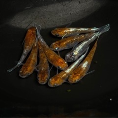 メダカ　めだか　朱光菊　12匹
の画像