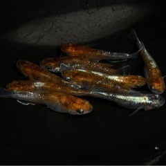 メダカ　めだか　朱光菊　12匹
の画像